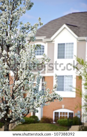 Spring in the City. Vertical Photography. Wild Plum Blossom (American Plum Tree) and Some Residential Building in the Background.