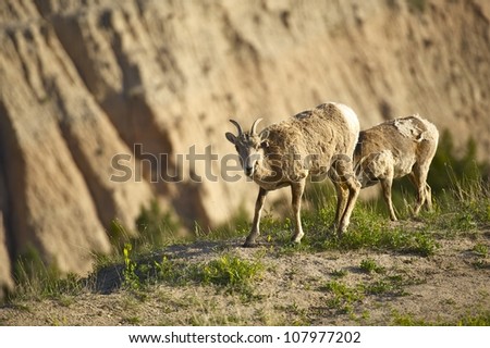 Badlands Sheep - Bighorn Sheep, Badlands National Park, South Dakota, United States of America. Badlands National Park Wildlife. Animals Photo Collection
