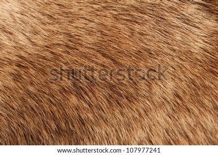 Moose Coat / Moose Fur Real Closeup Photo. Animals Photo Collection