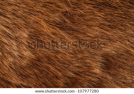 Brown Bear Coat. Real Brown Bear Fur Closeup Photography.