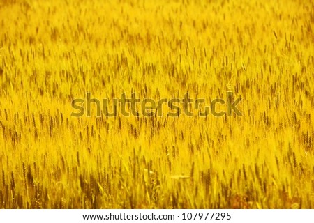 Rye Fields in South Dakota, USA. Golden Rye Field Background. Natural Food - Agriculture Photo Collection
