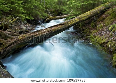 Forest Creek and Mountain Stream. Mossy Log Across the Stream. Montana, USA Forest Landscape. Montana Photo Collection