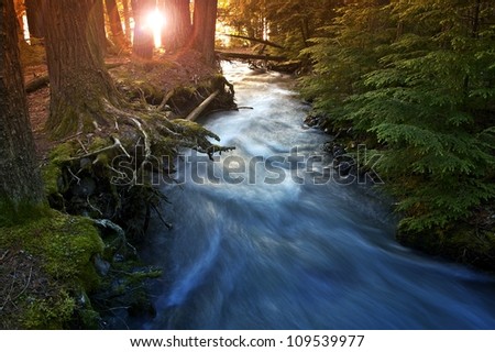 Mountain Forest Scenery with Sunlight Coming In Between Trees. Mountain Stream. Nature Photo Collection. Glacier National Park, Montana, U.S.A.