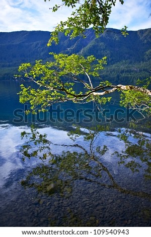 Dark Blue, Crystal Clear Crescent Lake - Branch Above Lake Crescent Surface. Washington State Nature. Vertical Photography.