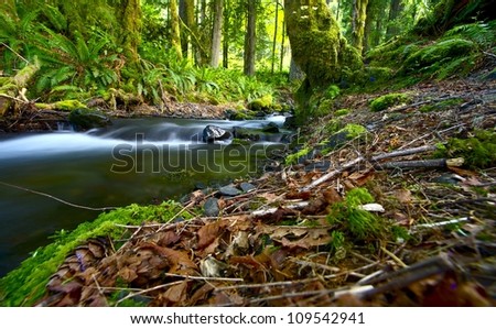 Washington Pacific Northwest Rainforest  -Washington State USA. Nature Photography Collection