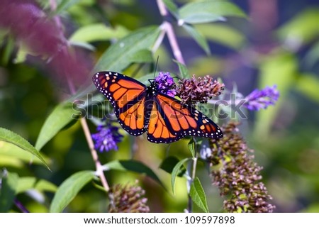 Monarch Butterfly Closeup. Spring in the Garden. Monarch Butterfly on Violet Flower. Insects Photography Collection