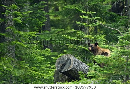 Black Bear in Forest - British Columbia, Canada. Black Bear in His Habitat. Canadian Wildlife Photography Collection.