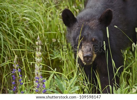 Canadian Black Bear - Young Black Bear Spotted Near Squamish, BC, Canada. Black Bear Closeup. Wildlife Photography Collection