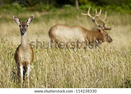Two Elks - Northern California Redwood Forests Elks. Wildlife Photography Collection