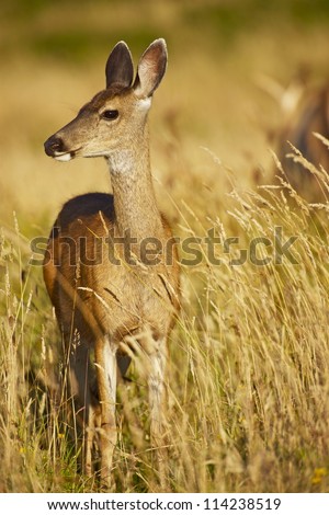 Young Elk Vertical Photography. Elk in Grass - Northern California, USA. Animals Photo Collection.