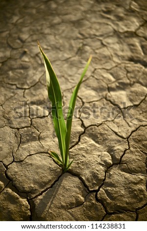 There is Hope. Small Plant on the Cracked Dry Land. Drought Photo Collection.