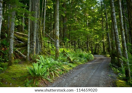 Deep Forest Road. US Pacific Northwest Rainforest. Olympic National Park. Forest gravel Road