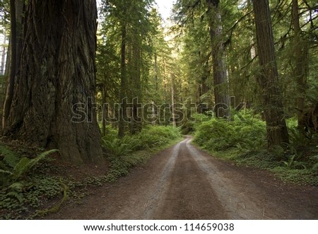 Redwood Forest Country Road. Unpaved Road Through Redwood. Northern California Redwood Forest, USA.