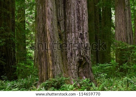 Forestry Theme. Redwood Forest of Northern California, USA. Forest Closeup. California Photo Collection.