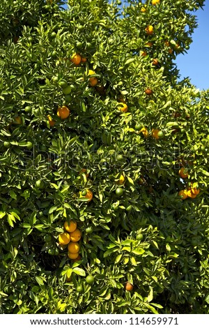Oranges - Orange Tree in Californian Garden. Vertical Orange Tree Photography. Organic Growth Oranges