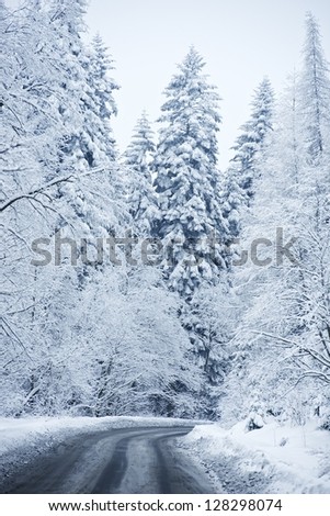 Winter Scenery - Forest Road. Winter Landscape Theme. Pine Trees Covered by Heavy Snow. Nature Photography Collection.