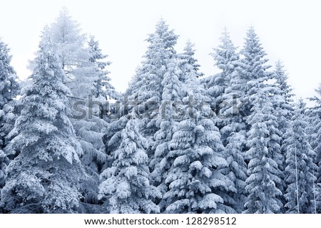 Winter Scenery - Mountain Forest Covered by Snow. Right After Snowstorm. Beautiful Winter Forest Background. Nature Photography Collection.