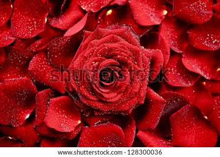 Red Rose Background. Morning Rose Backdrop. Flowers Photo Collection.