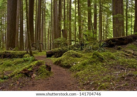 Mossy US Pacific Northwest Rainforest. Northern Oregon State Nature. Forests Photography Collection.