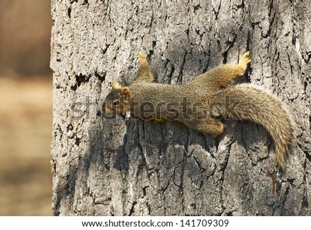 North American Tree Squirrel Closeup. Squirrel on the Tree. Wildlife Photo Collection.