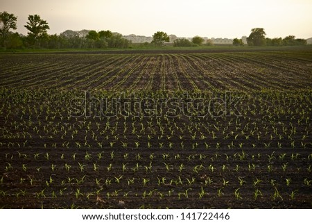 Farmland Corn Field in Illinois, USA. Agriculture Photo Collection.