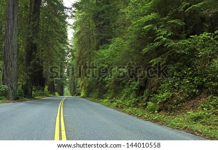 Deep Redwood Forest Road - California Redwoods Forest Trip.