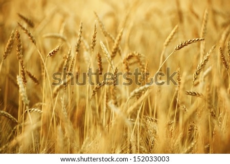 Golden Wheat Field Closeup. Agriculture Theme.