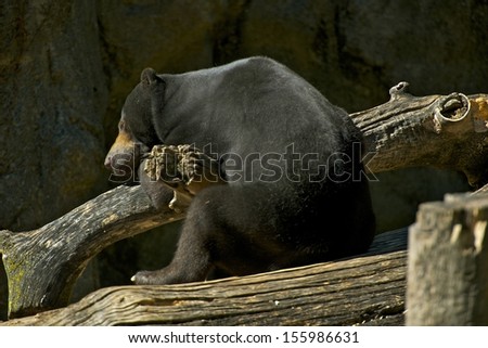 Sleeping Malayan Sun Bear. Bear Sleeping on Tree Log. Mammals Photo Collection.