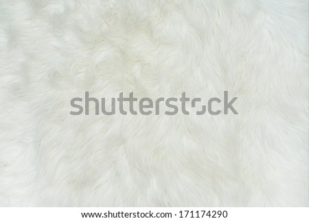 Sheepskin Sheep Coat Background. Animal Fur Background