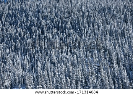 Spruce-Fir Forest Background. Winter Alpine Forest Background.
