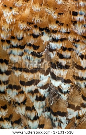 Bird Feathers Closeup Background. Birds Collection.