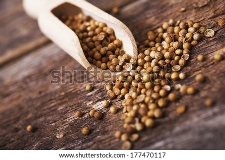 Dried Coriander Fruits Called Also Coriander Seeds When Used as a Spice. Coriander in the Small Wooden Scoop.