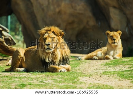 Laying Lions. Male and Female Lions on the Grass.