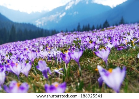 Purple Crocuses Meadow in the Tatra Mountains, Poland, Europe.