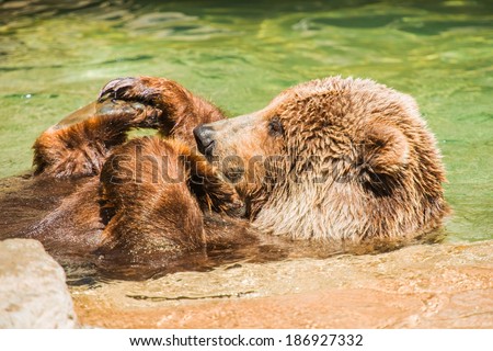 Grizzly Bear Having Fun in the Water. North American Brown Bear