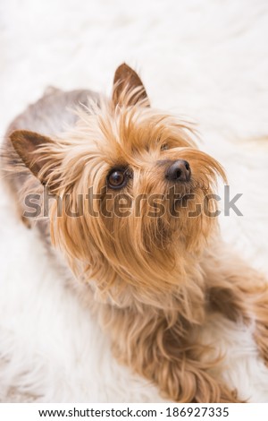 Laying Adult Silky Terrier. Five Years Old Silky Terrier. Vertical Photography.