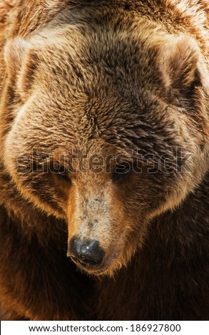 Grizzly Bear Head Closeup Photo. American Brown Bear.