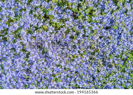 Blue Flowers Pattern. Beautiful Tiny Violet-Blue Spring Flowers Background.