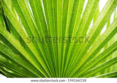 Tropical Palm Background Photo. Tropical Leaf.