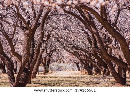 Blooming Garden Alley. Pink Flowers Branches.