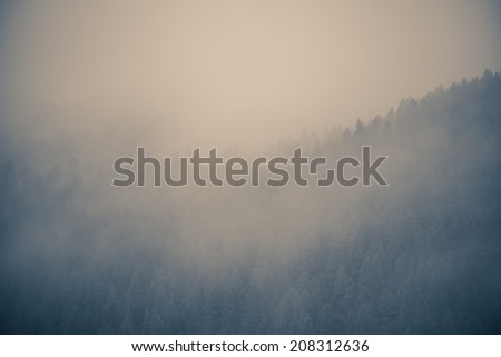 Misty Forest Background. Low Ceiling Mountain Clouds.
