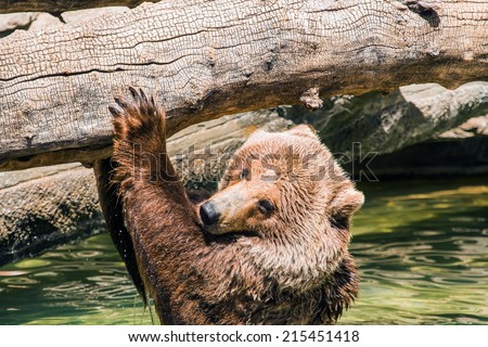 Grizzly Water Fun. Adult Grizzly Bear Having Fun in the Water.