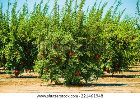 Pomegranate Cultivation. Pomegranate Trees with Fruits in California, United States. Organic Pomegranate Plantation