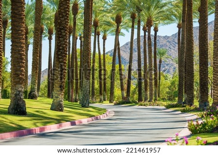 Palm Springs Road, California, United States. Palm Trees.