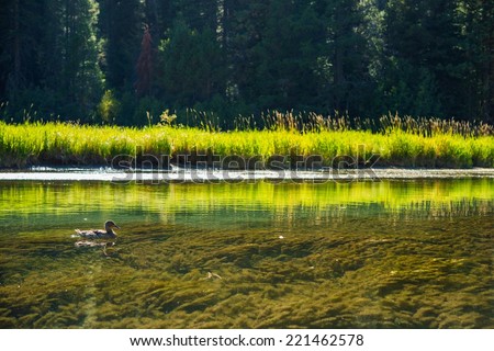 Duck and the River. Crystal Clear Truckee River in California Sierra Nevada Mountains Near Lake Tahoe. California Wildlife.