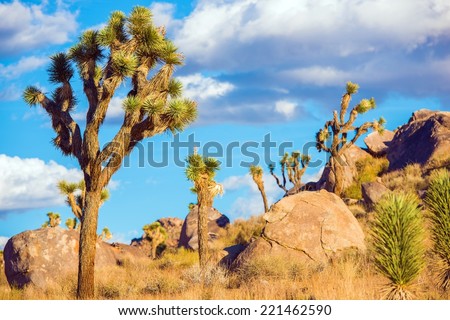 Joshua Tree National Park - Yucca Brevifolia Tree Specie. Joshua Trees Landscape.