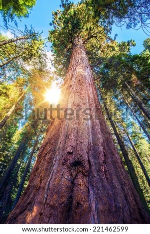 Epic Sequoia Place in the Middle of Sequoia National Park Forest. Summer Day. California, USA.