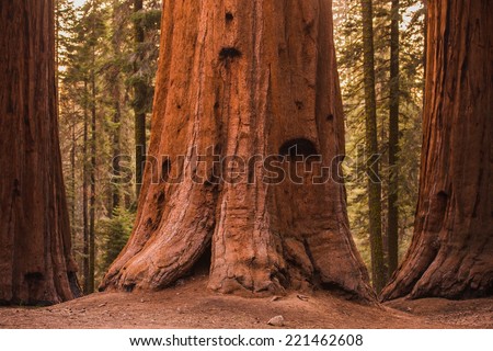 Giant Sequoia Trees in Sequoia National Forest, California, USA.