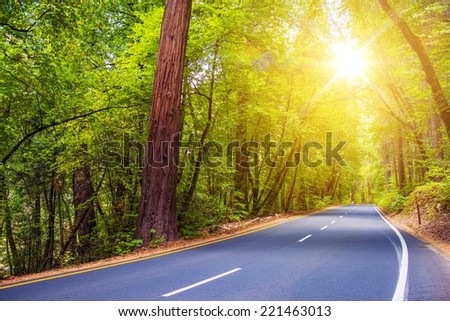 Scenic Sunny Forest Road. Summer Trip Through Scenic Green Forest.