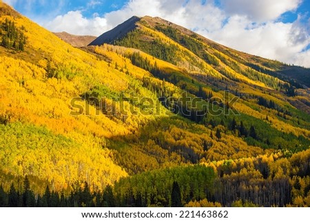 Fall Hills of Colorado. Yellow Aspen Trees Forest near Aspen, Colorado, USA